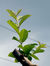 Close-up of leaves against sky