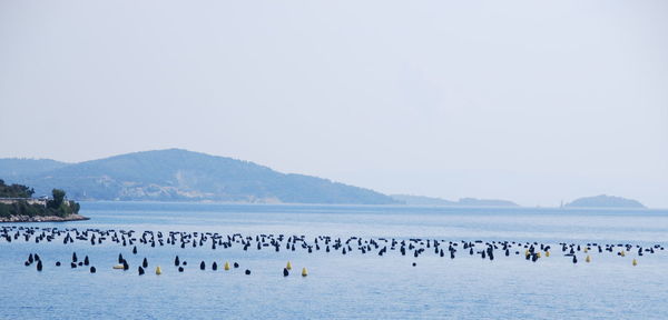 Flock of birds in sea against clear sky