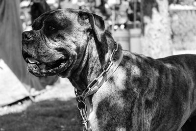 Close-up of dog at park