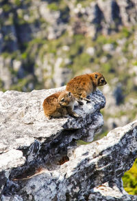 Squirrel on rock