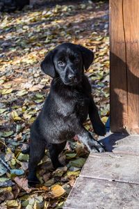 Black dog sitting on wood