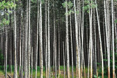 Trees in forest