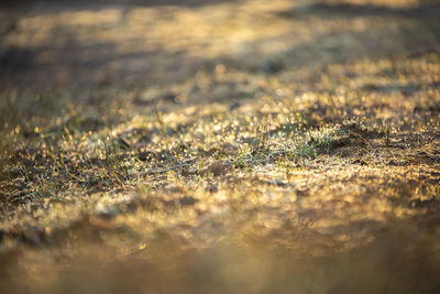 Close-up shot of dew on the grass