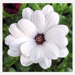 Close-up of white flowers