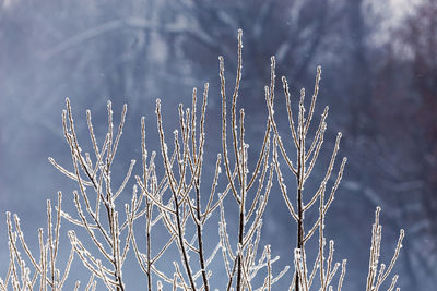 Close-up of frozen plant, abstract thin branches covered with hoarfrost