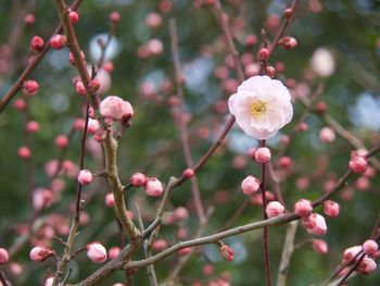 Close-up of pink flowering plant