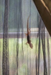 Close-up of a lizard on leaf