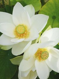 Close-up of white day lily blooming outdoors