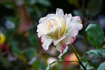 Close-up of white rose