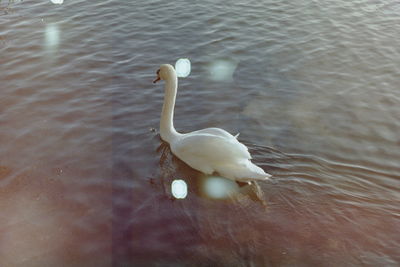 High angle view of swan swimming in lake