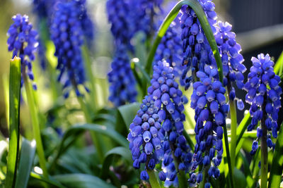 Close-up of purple flowering plants