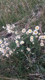 Close-up of white daisies blooming in field