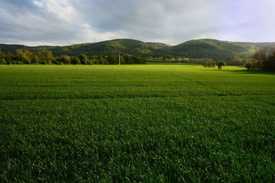 Scenic view of field against sky