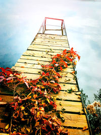 Low angle view of plant against sky