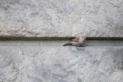 High angle view of bird on wall