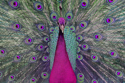 peacock