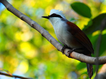 Close-up of bird perching on branch