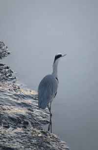 Heron perching on a bird