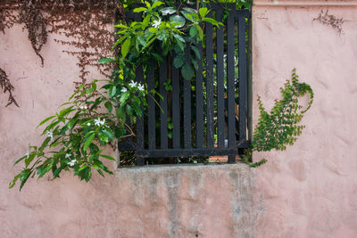 Potted plants in front of house