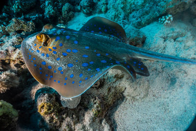 Blue spotted stingray in the red sea, dahab, blue lagoon sinai - a.e