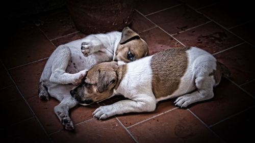 High angle view of dog relaxing on floor
