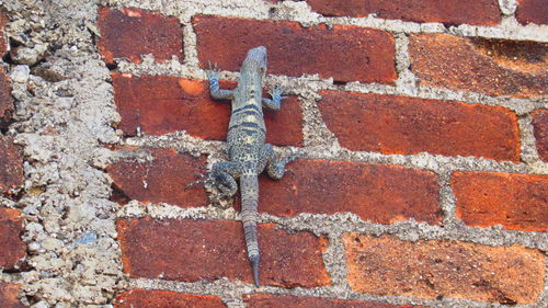 Close-up of brick wall