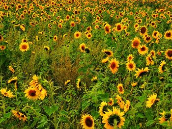 High angle view of flowering plants on field
