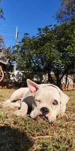 Dog relaxing by plants against sky