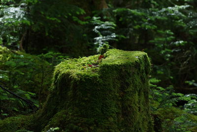 Close-up of moss growing on tree in forest