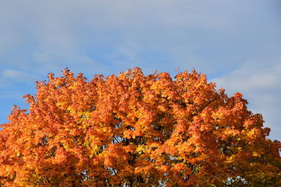 Low angle view of autumnal trees against sky