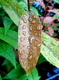 Close-up of raindrops on leaves