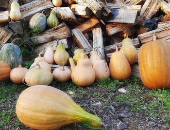 High angle view of pumpkins on field