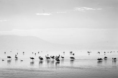 Flock of swans swimming in sea against sky