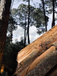 Close-up of tree trunk in forest