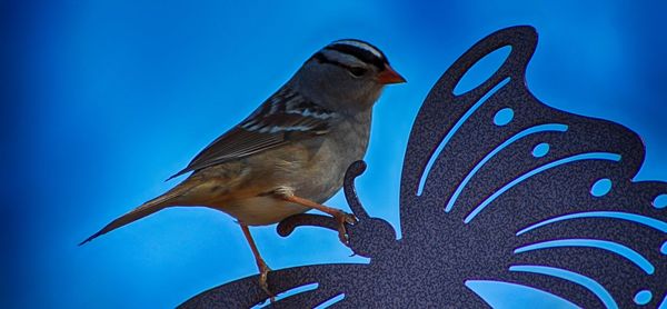 Bird on built structure