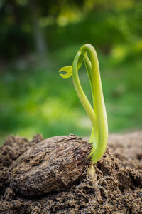 Close-up of fresh green plant