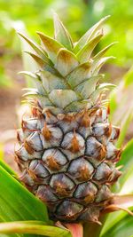 Close-up of fruit growing on plant