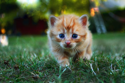 Close-up portrait of kitten on grassy field