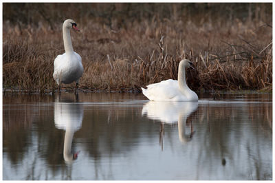 Swan in lake