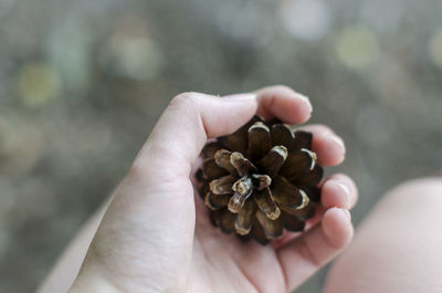 Cropped image of person holding pine cone