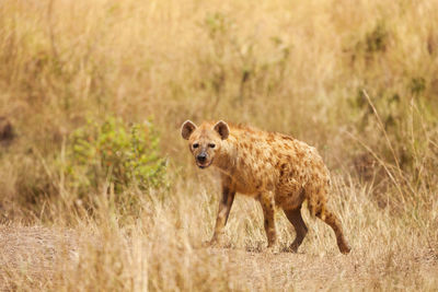 Portrait of an animal