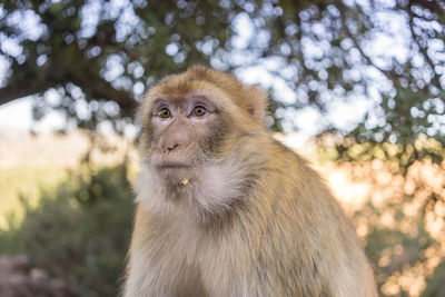 Barbary macaque, macaca sylvanus, barbary ape or magot near ouzoud