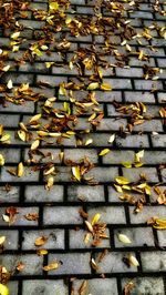 Full frame shot of yellow leaves