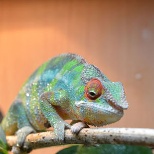 Close-up of a lizard