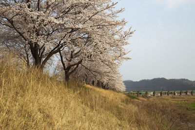 Cherry tree on field against clear sky