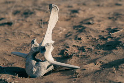 High angle view of animal skull on field