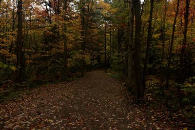 Road amidst trees in forest during autumn