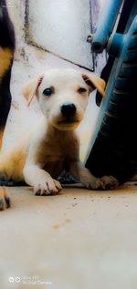 Portrait of puppy sitting on floor