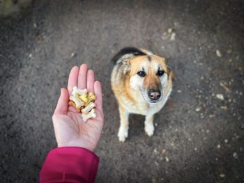 Human hand giving dog treats to a german shepherd dog