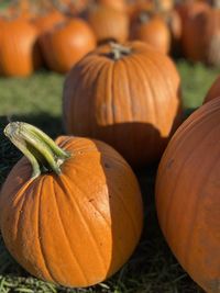 Close-up of pumpkins in market during autumn